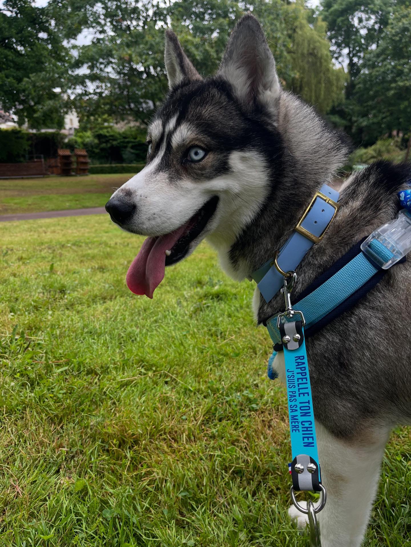 DogTalker