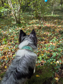 Edelweiss - Collier à message 💬