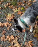 Edelweiss - Collier à message 💬