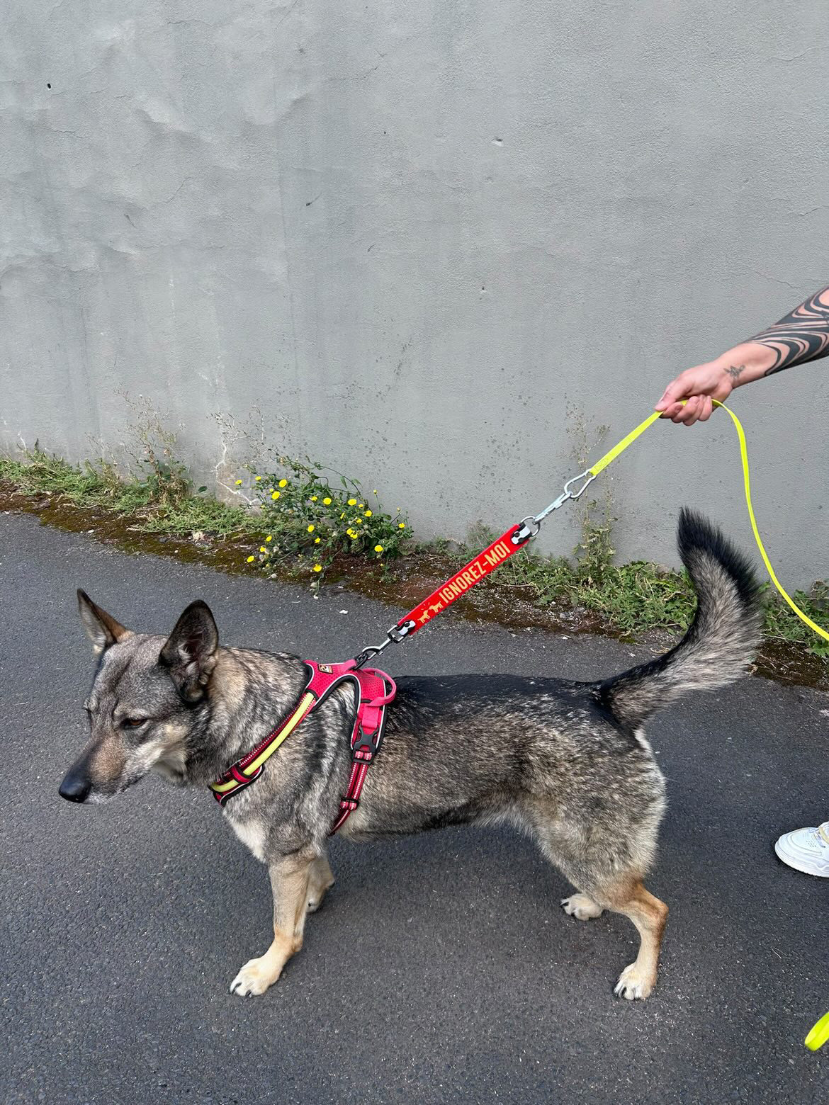 DogTalker