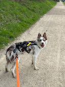 Laisse K2 - CaniCross, Cani VTT