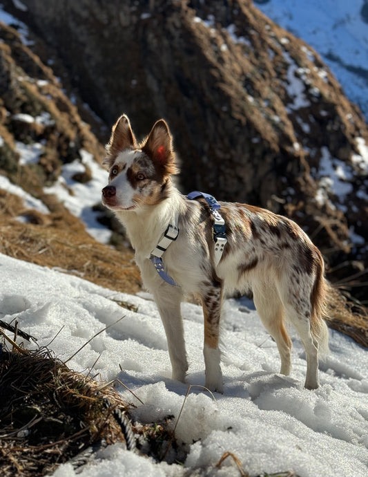 Harnais Chamonix