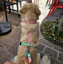 Harnais léger en BioThane® 25mm