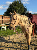 Bosal Gemma