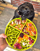 Gamelle d'enrichissement E-tray 4 saisons