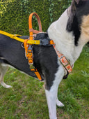 💛 Harnais Service Dog - dos droit