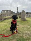 💛 Harnais Service Dog - dos droit