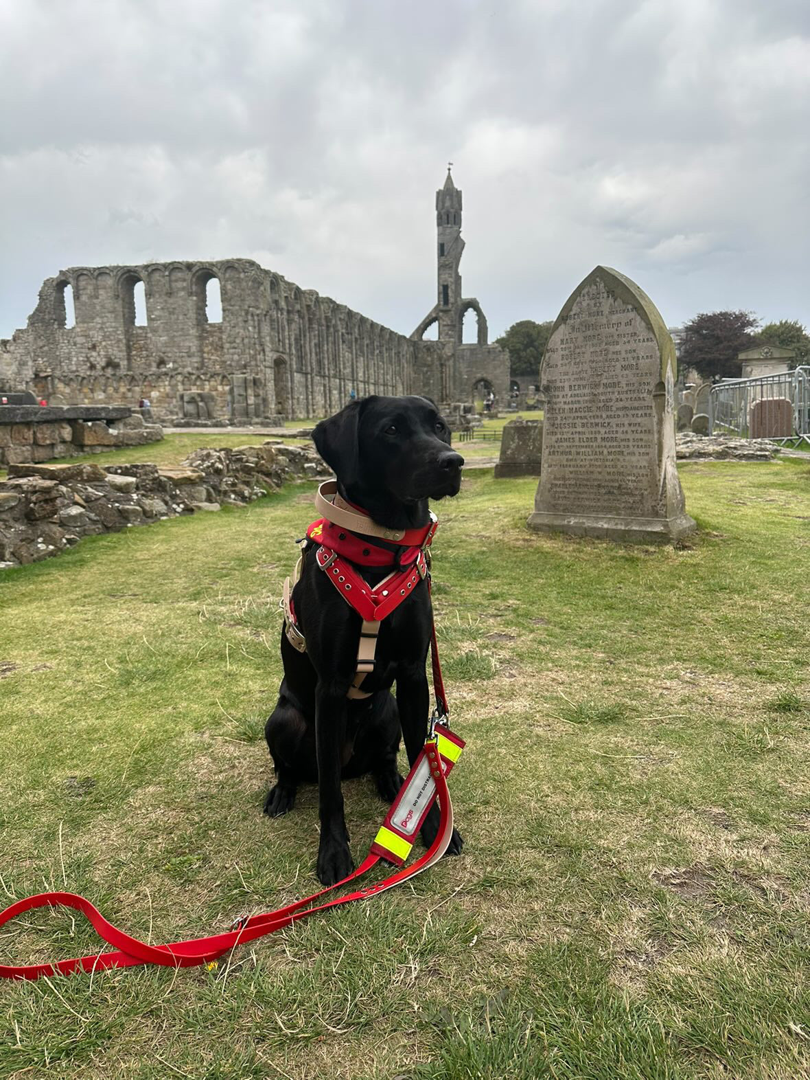 💛 Harnais Service Dog - dos droit