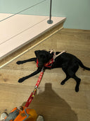 💛 Harnais Service Dog - dos droit