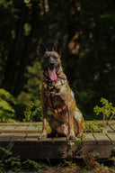 Harnais léger en BioThane® 38mm