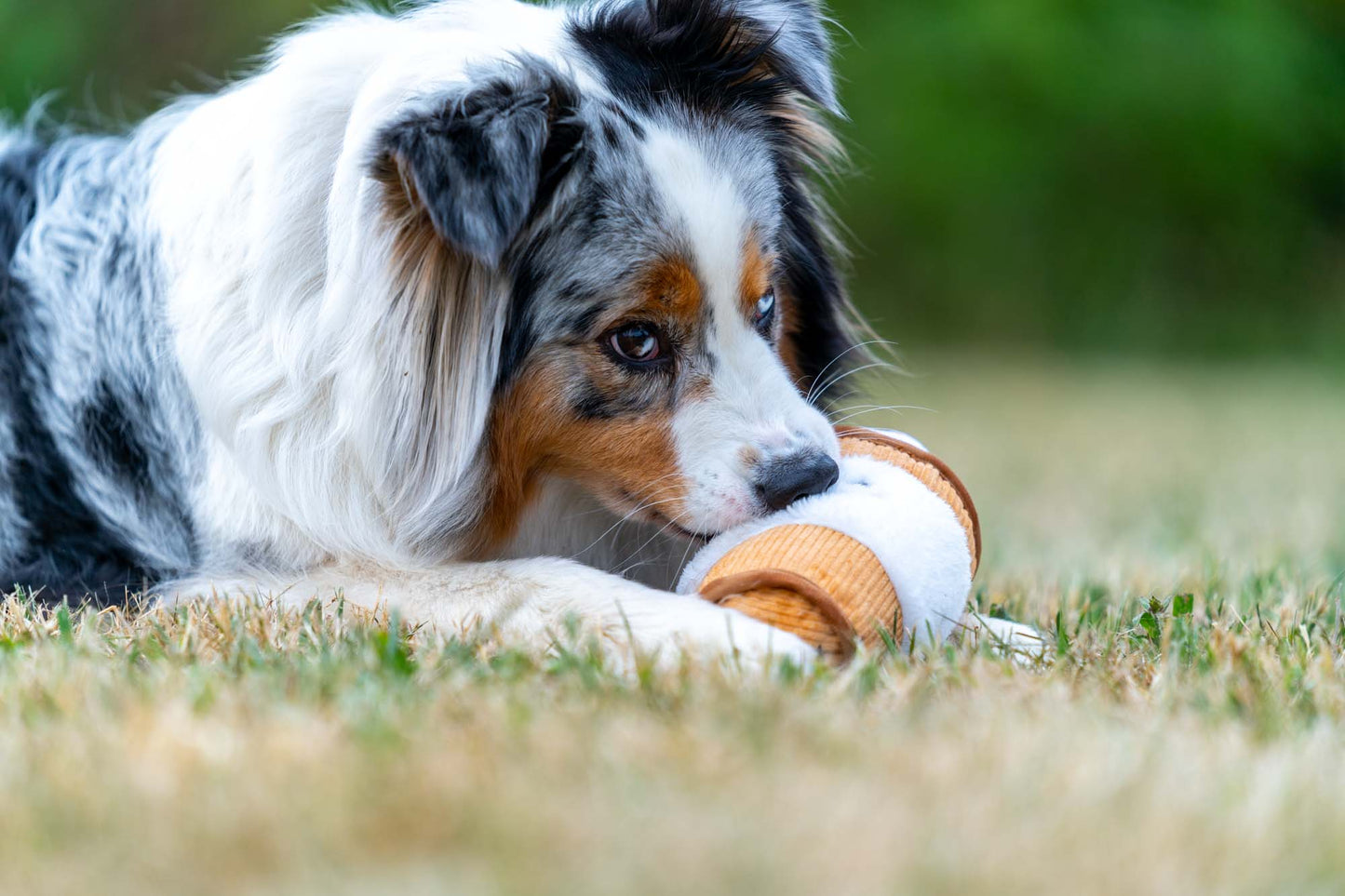 Puppuccino