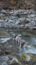 Harnais léger en BioThane® 25mm