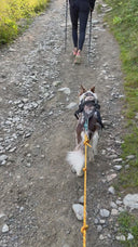 Laisse en corde d'escalade